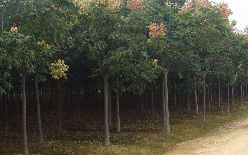 栾树