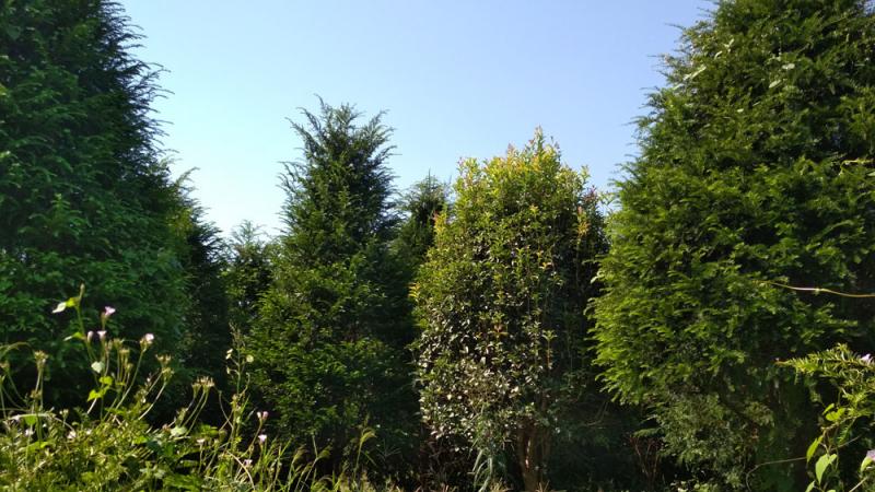 大美苗圃所有苗木品种概览
