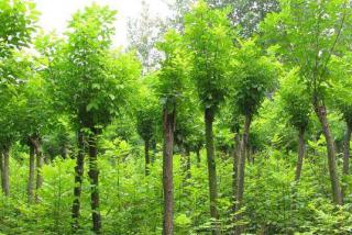 国槐种植育苗——技术指南（上）