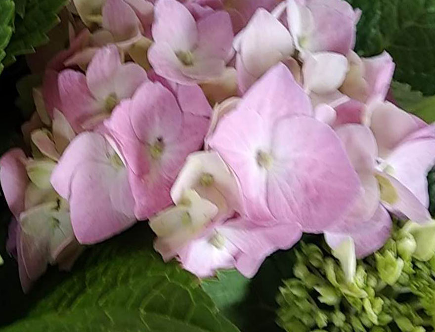 花卉绣球