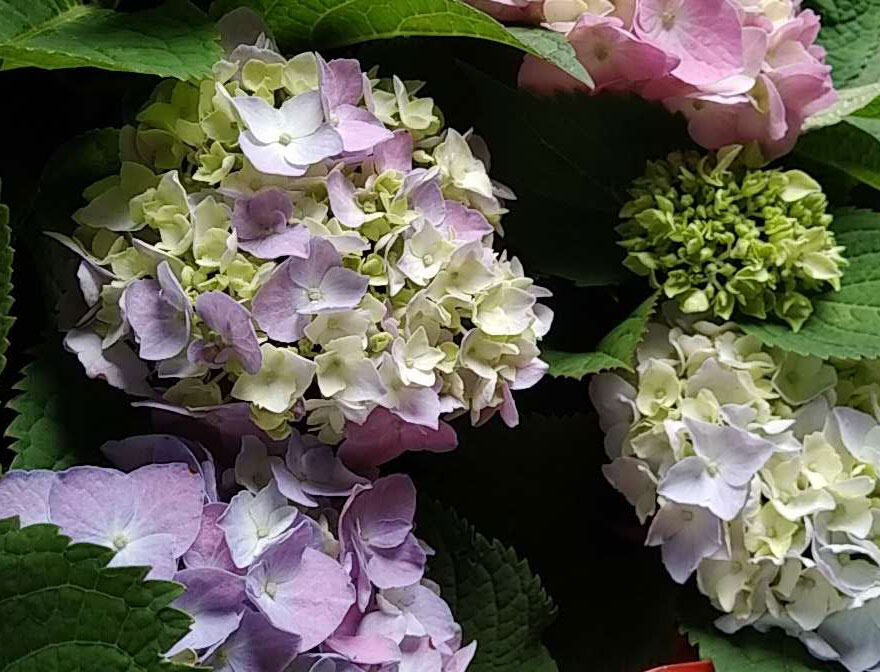 花卉绣球
