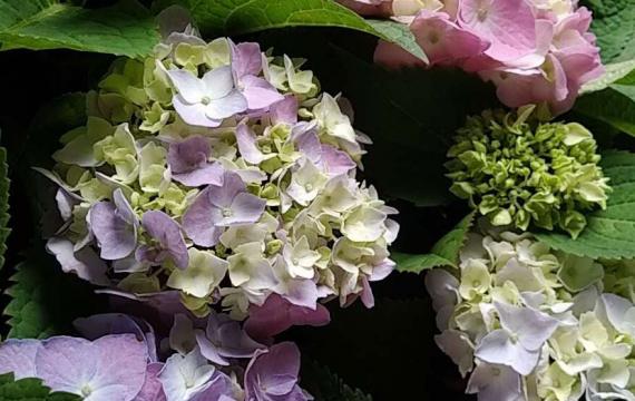 长沙哪里的花卉最便宜
