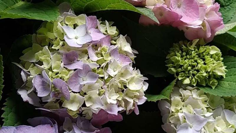 长沙哪里的花卉价格最便宜