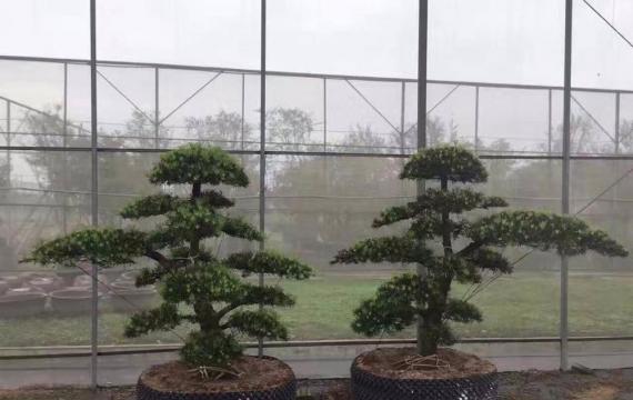 造型罗汉松价格怎么样