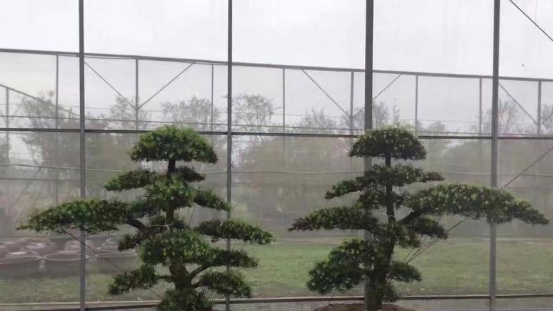 造型罗汉松价格怎么样