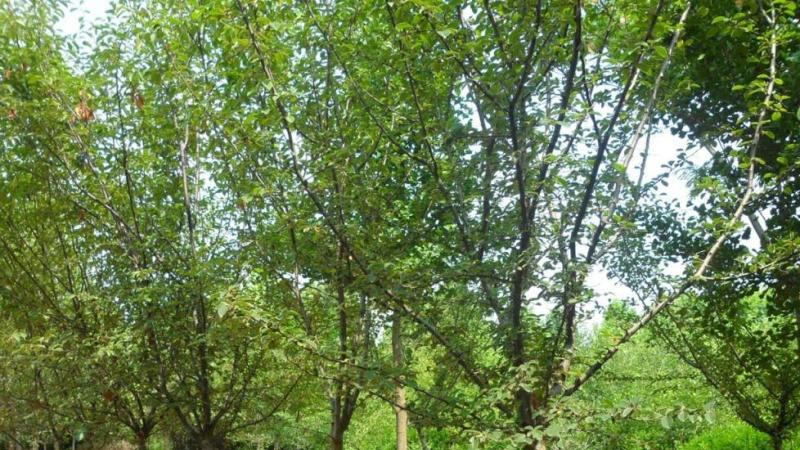 地径3公分木瓜树价格多少钱