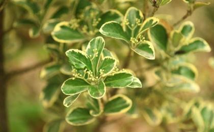 栽植金边黄杨提升成活率的方法