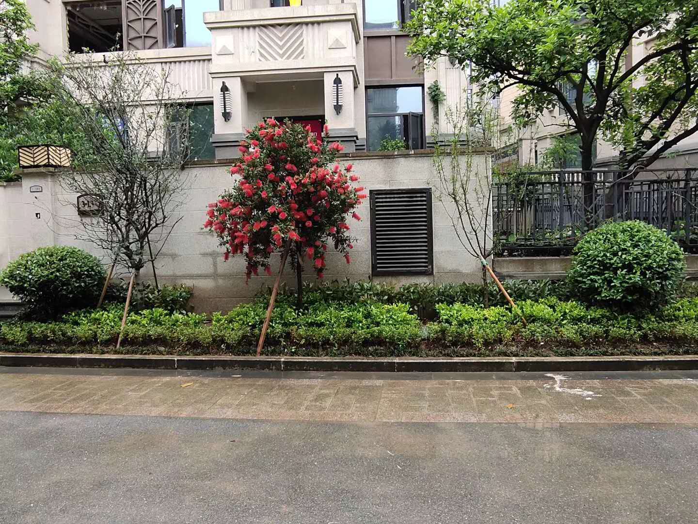 红千层