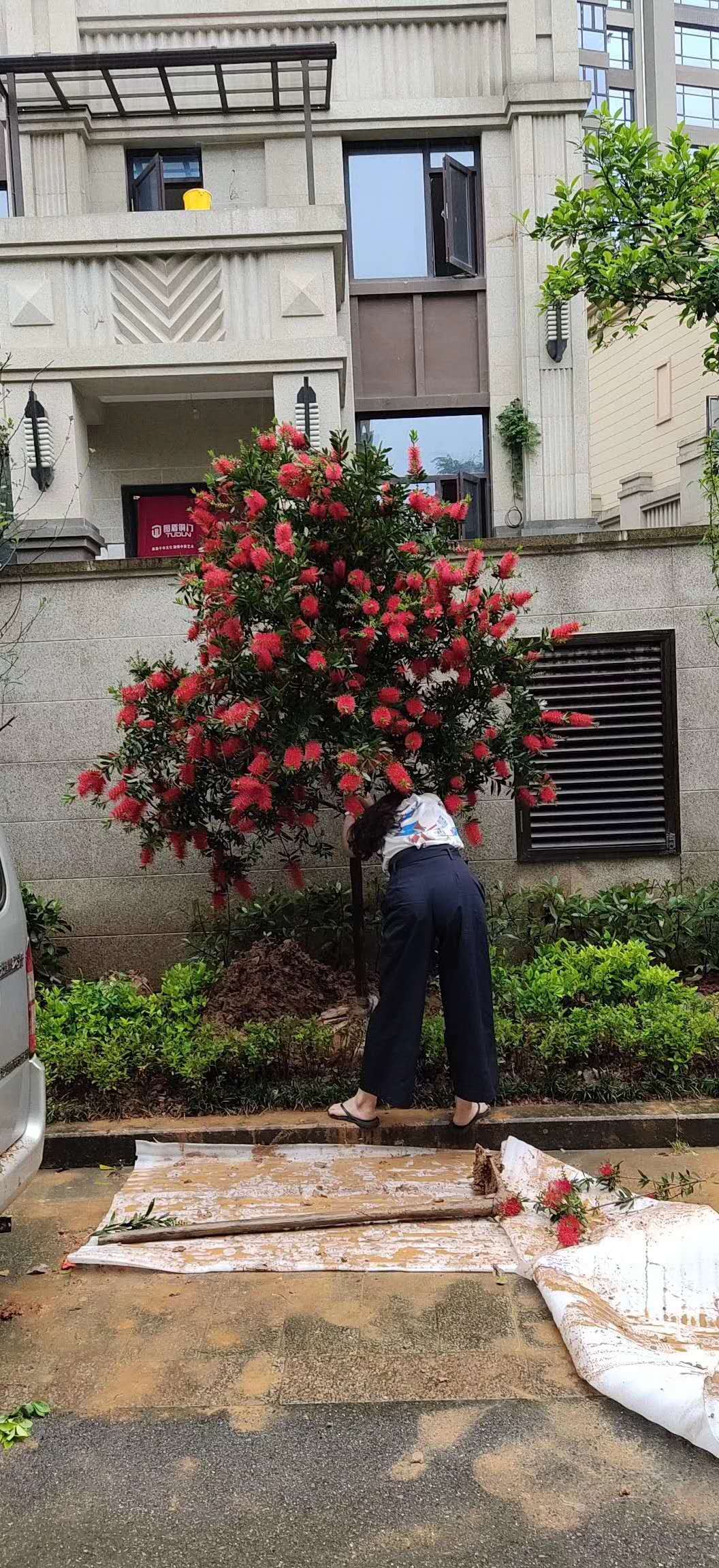 红千层