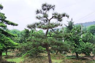 造型罗汉松发货（视频）