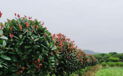 独杆红叶石楠价格