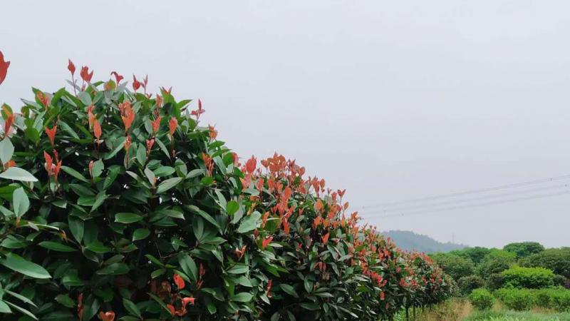 独杆红叶石楠价格