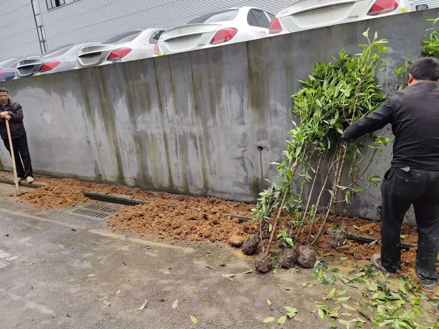 法国冬青绿篱