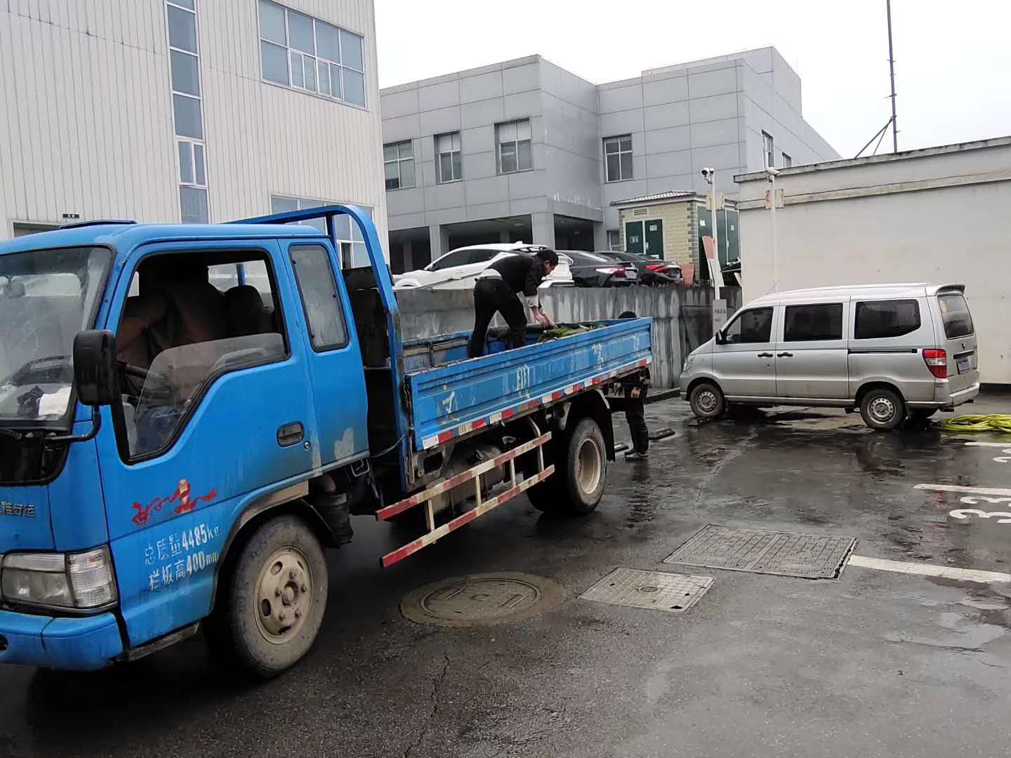 法国冬青绿篱