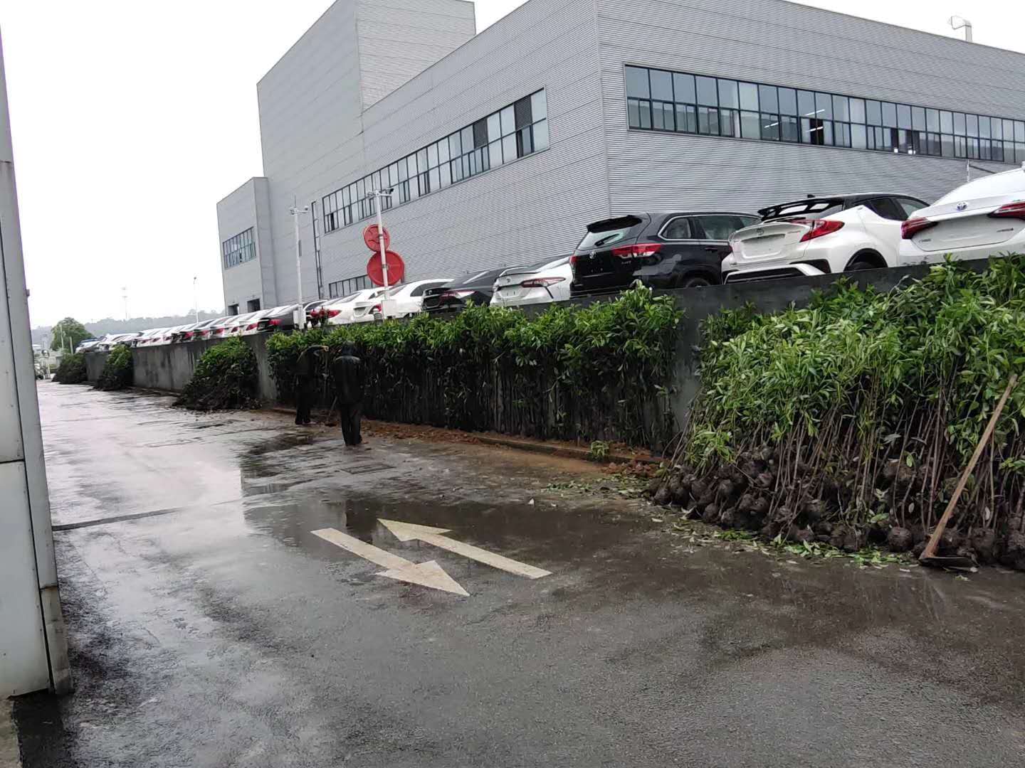 法国冬青绿篱