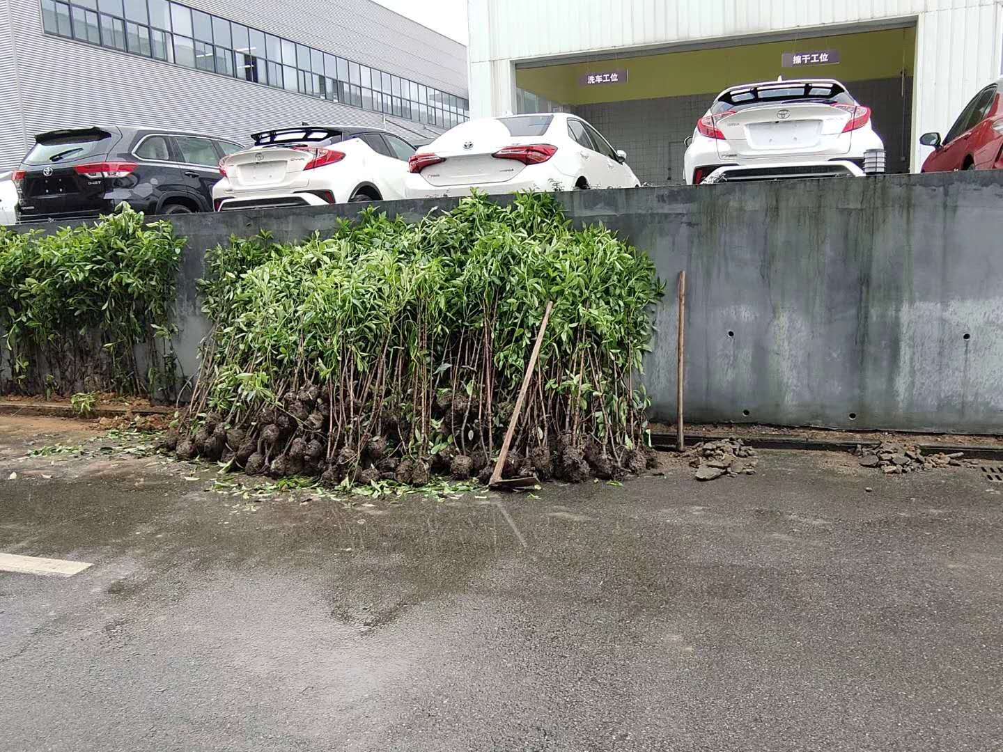 法国冬青绿篱