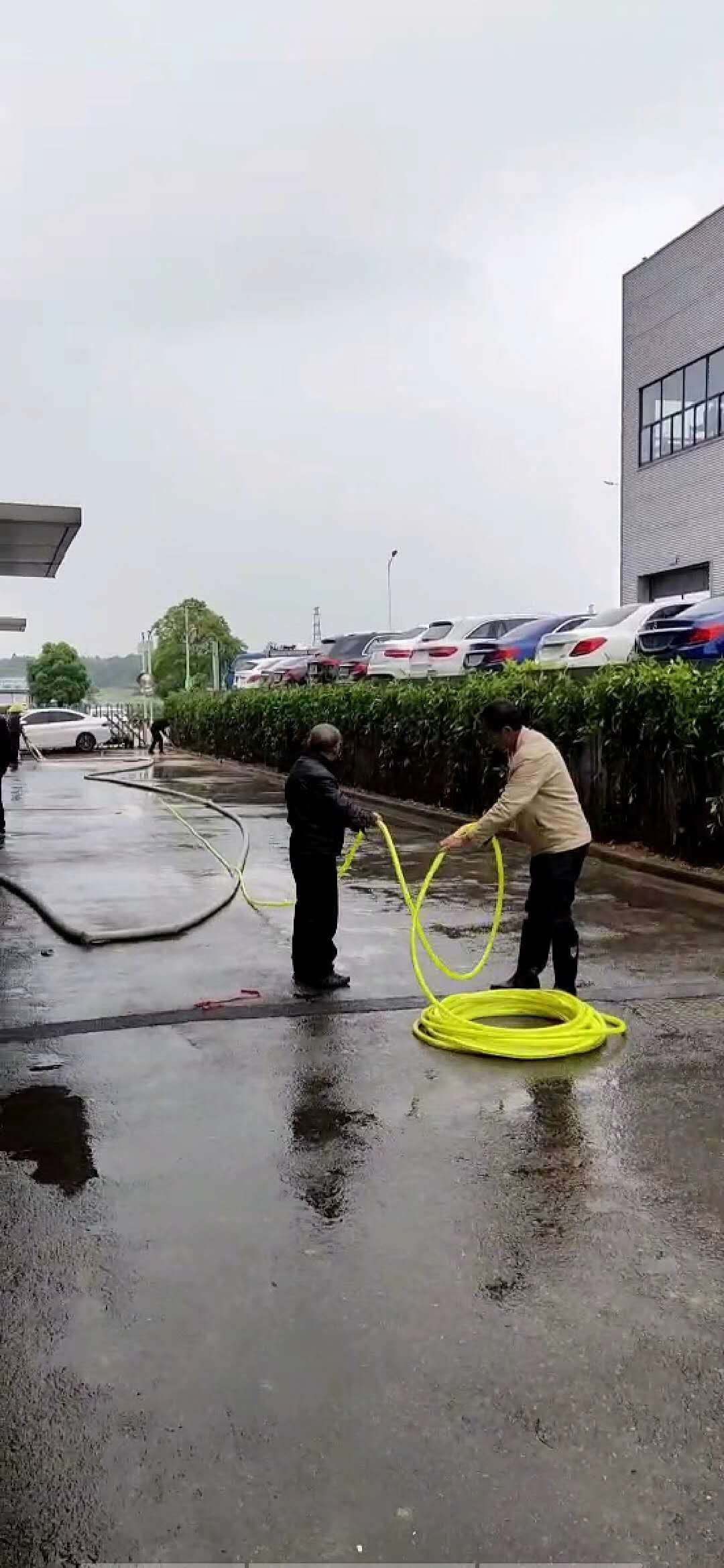 法国冬青绿篱