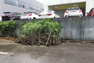 永通集团用法国冬青做绿篱