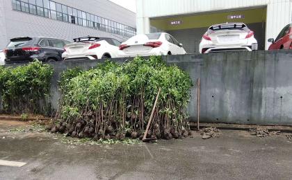 永通集团用法国冬青做绿篱