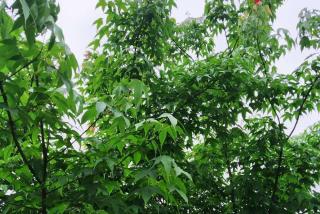 鸡爪槭市场价格今年怎么样