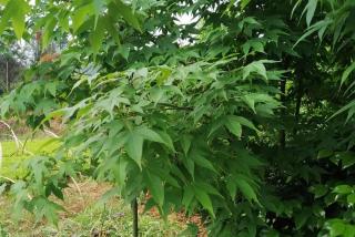 甘肃有种植鸡爪槭的基地吗