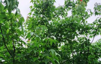 鸡爪槭市场价格今年怎么样
