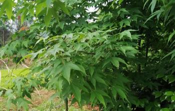 甘肃有种植鸡爪槭的基地吗