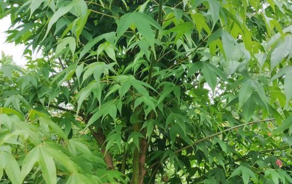 湖南适合种植的观赏树
