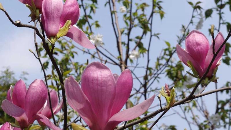 3公分紫玉兰价格