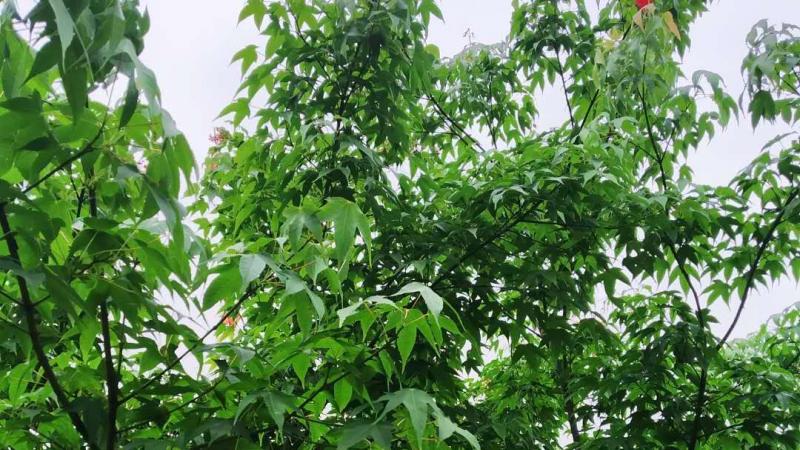 鸡爪槭市场价格今年怎么样