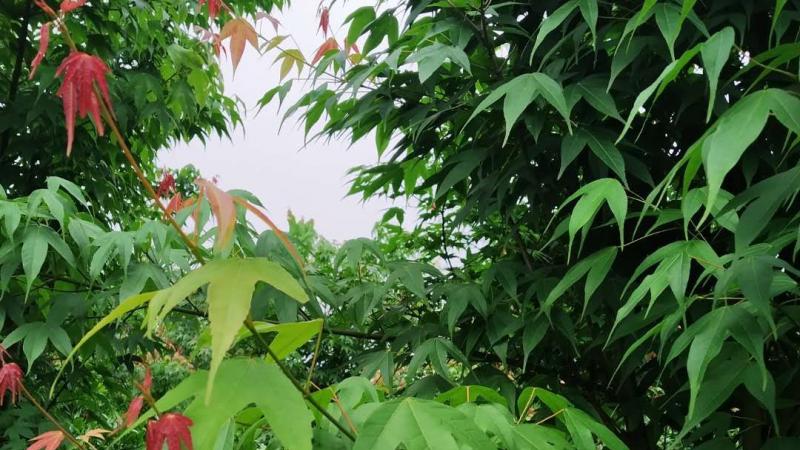地径5公分鸡爪槭哪里有卖的