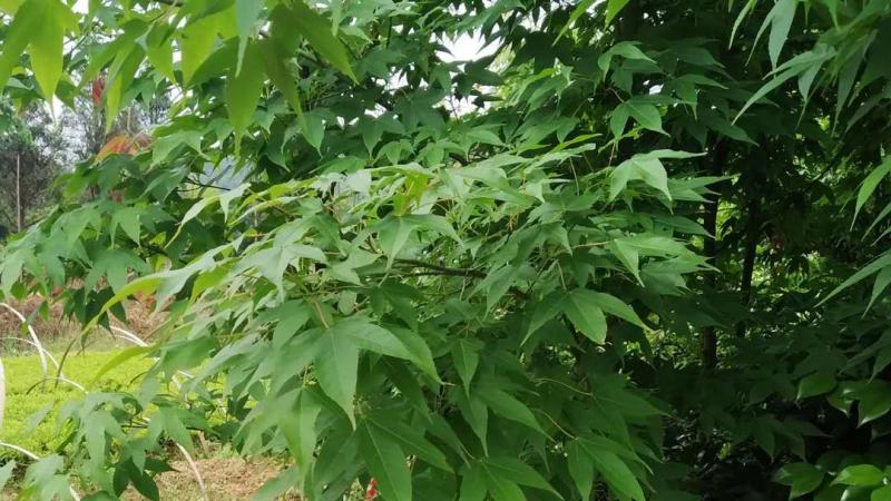 甘肃有种植鸡爪槭的基地吗