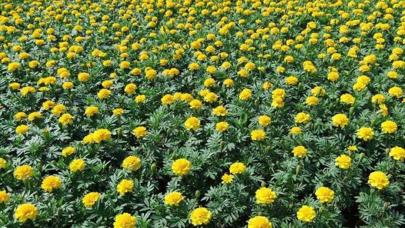 湖南孔雀草绿化苗到哪里采购？