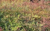南天竹种植基地