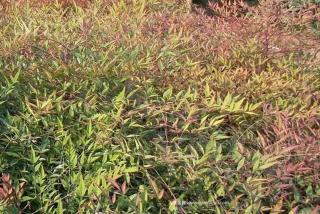 南天竹种植基地