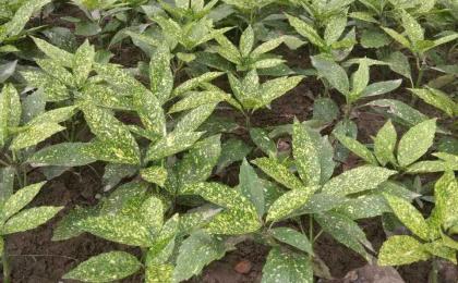 洒金珊瑚一平方大概栽植多少株比较好