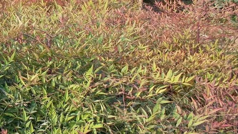 南天竹种植基地