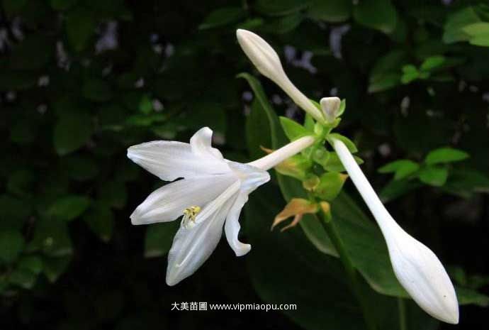 花叶玉簪