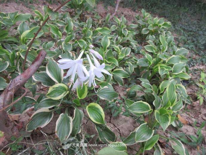 花叶玉簪