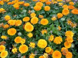 金盏菊 - 金盏菊