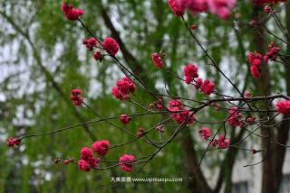 清新艳丽的碧桃花
