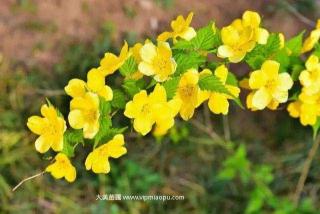 常见花灌木之黄花棣棠