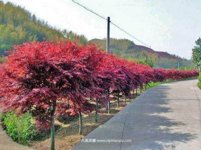 日本红枫