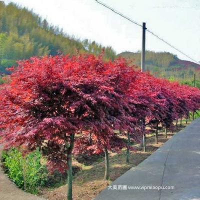 日本红枫