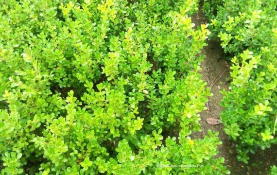 小叶黄杨图片