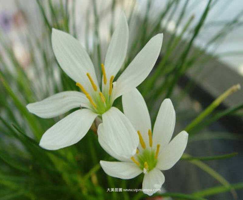 白花葱兰