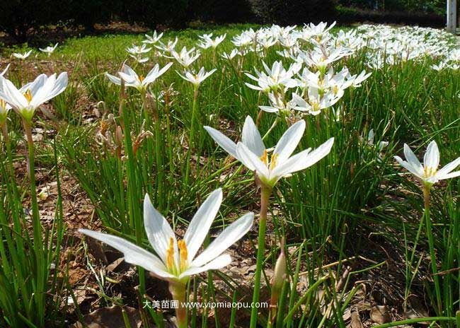 白花葱兰