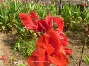 红花美人蕉 - 红花美人蕉