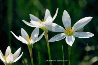 白花葱兰价格与图片