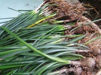 葱兰